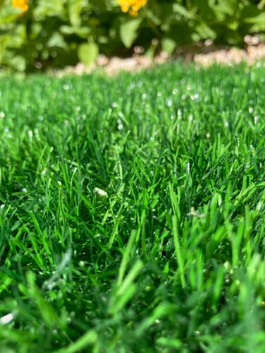 Sparkling Artificial Turf