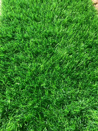 Sparkling Artificial Turf